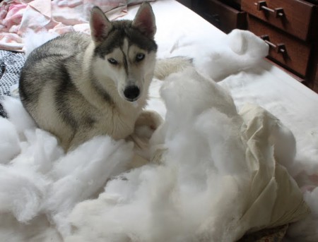 Nome: Hera Maria / Dono: Humberto Pelegrini 